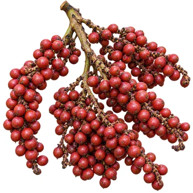 Bentinckia condapanna fruit / seeds