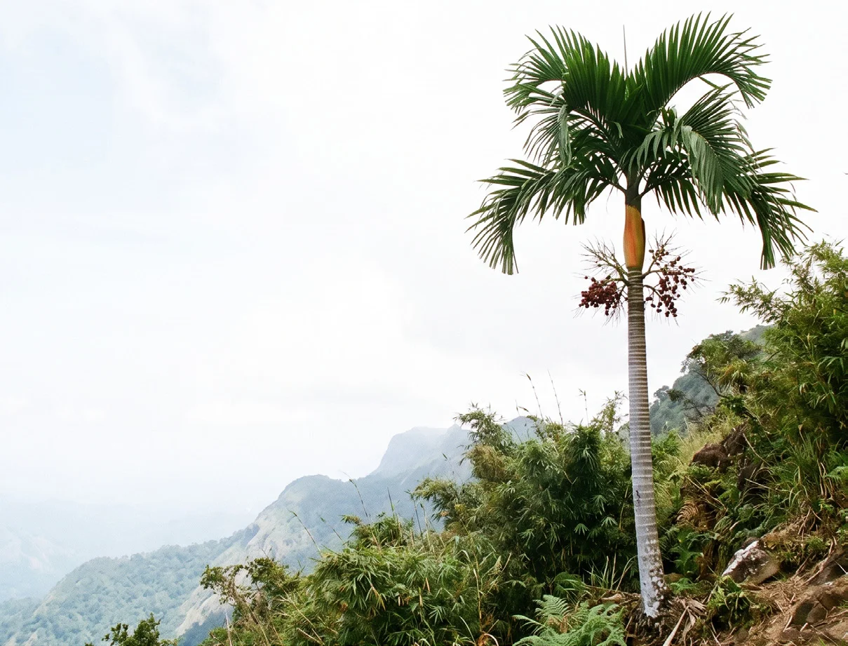 Hill Areca Palm