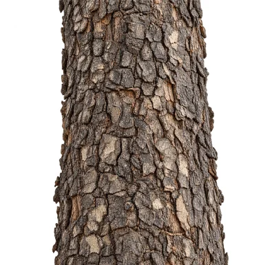 Berrya cordifolia bark