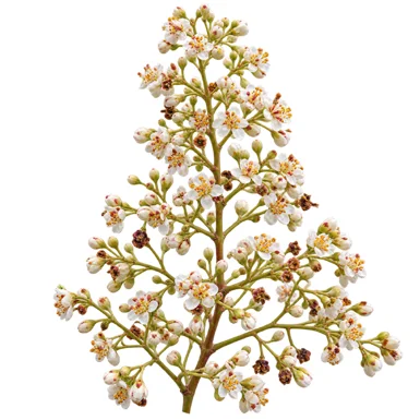 Berrya cordifolia flower