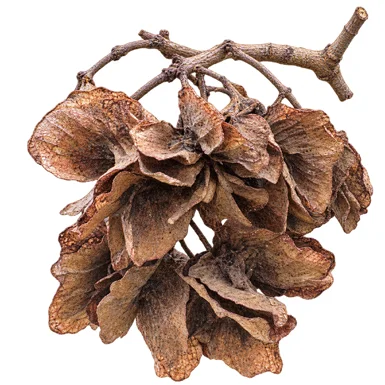 Berrya cordifolia fruit / seeds
