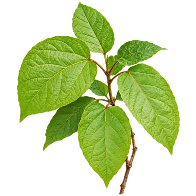 Berrya cordifolia leaves