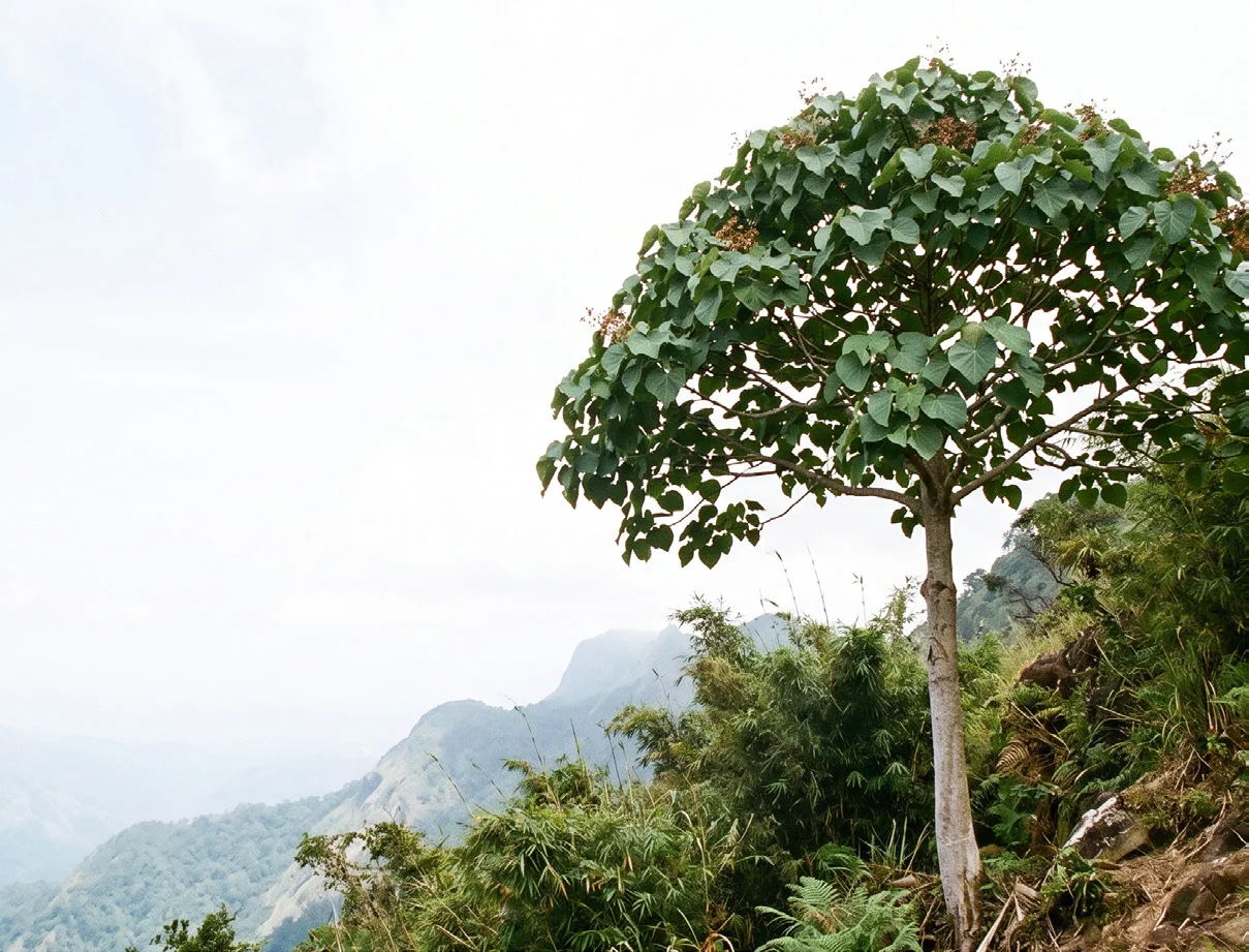 Trincomalee Wood