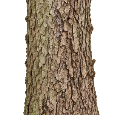 Bischofia javanica bark