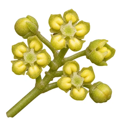 Bischofia javanica flower