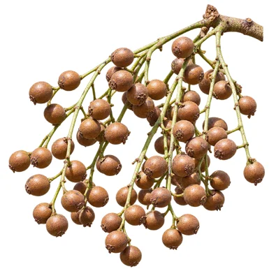 Bischofia javanica fruit / seeds