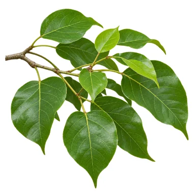 Bischofia javanica leaves