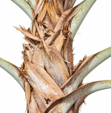 Bismarckia nobilis bark
