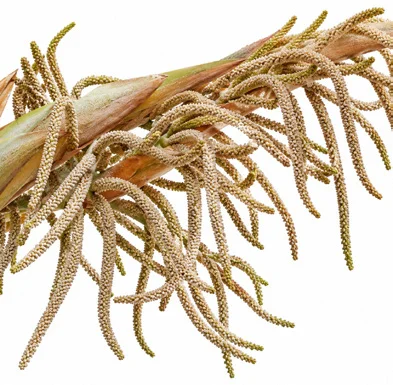 Bismarckia nobilis flower