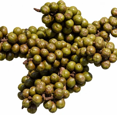 Bismarckia nobilis fruit / seeds