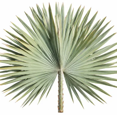 Bismarckia nobilis leaves