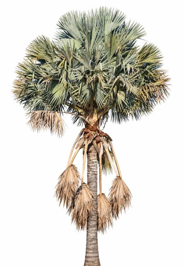 Bismarck Palm