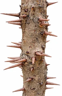 Bridelia retusa bark
