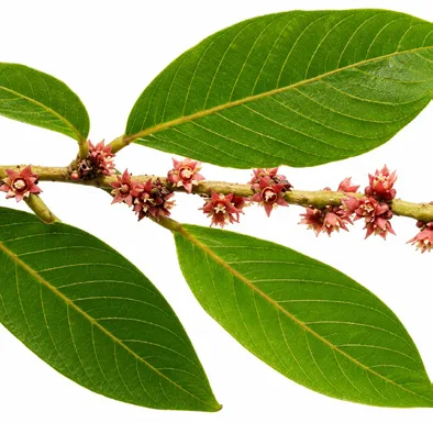 Bridelia retusa flower