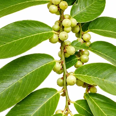 Bridelia retusa fruit / seeds
