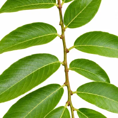 Bridelia retusa leaves