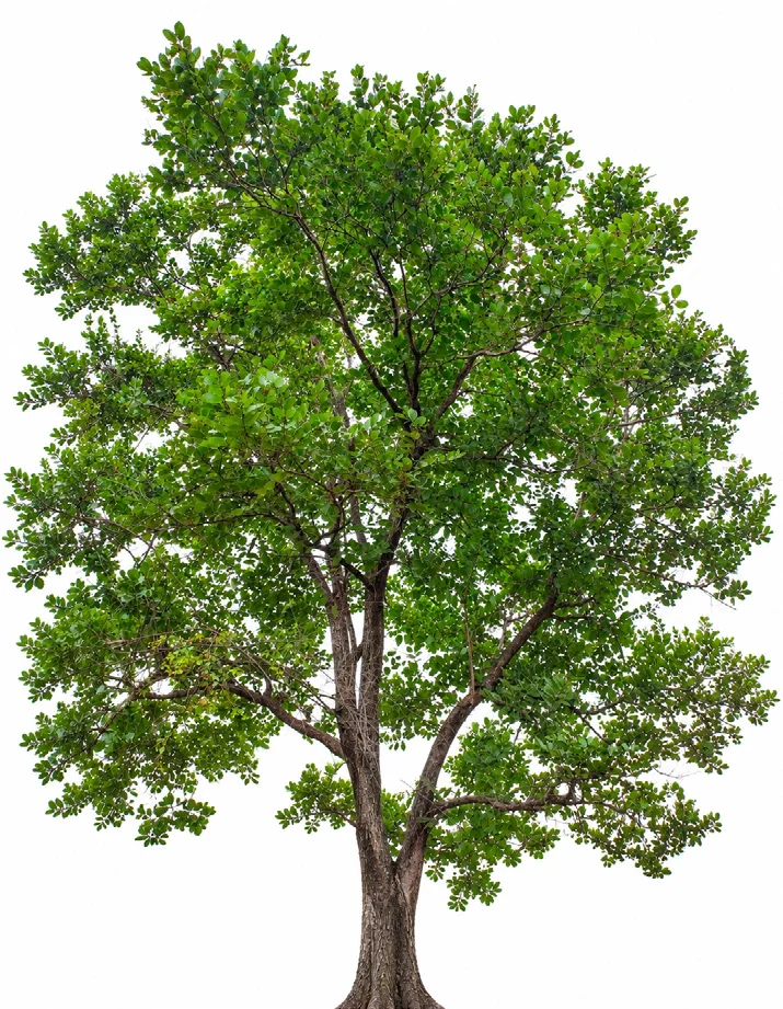Spinous Kino Tree