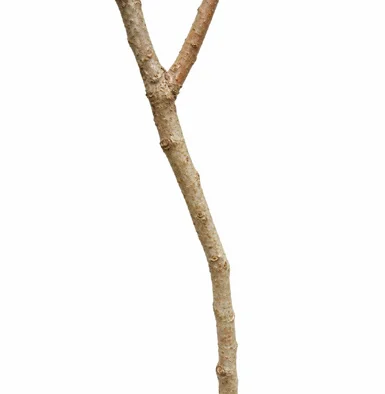 Buchanania lanzan bark