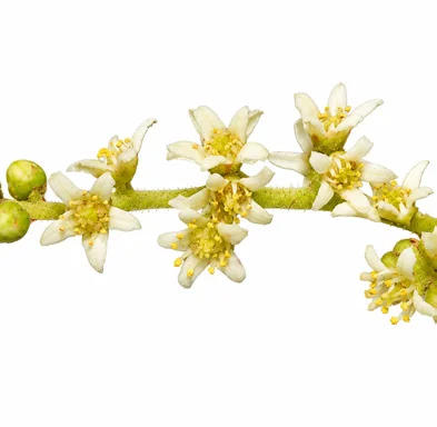 Buchanania lanzan flower