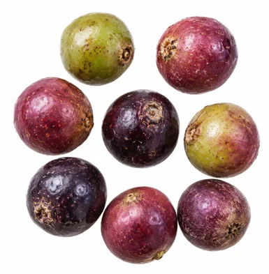 Buchanania lanzan fruit / seeds
