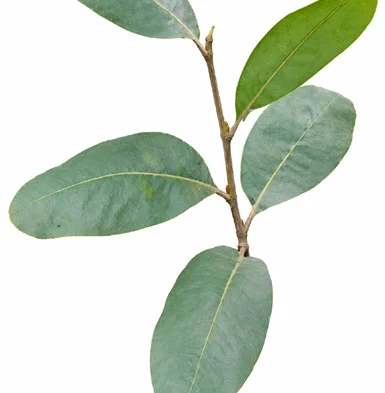 Buchanania lanzan leaves