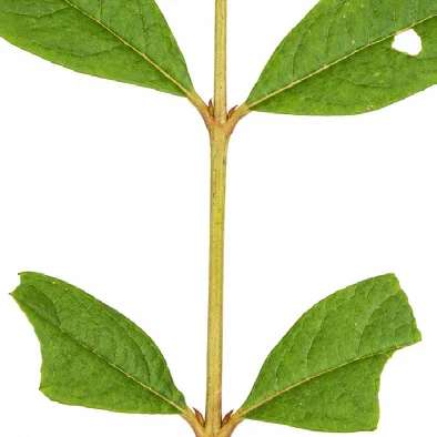 Buddleja asiatica bark