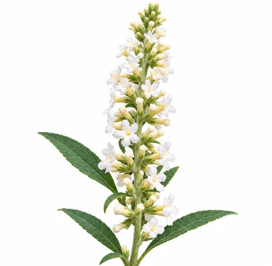Buddleja asiatica flower
