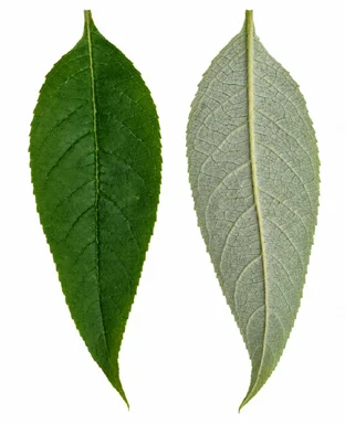 Buddleja asiatica leaves