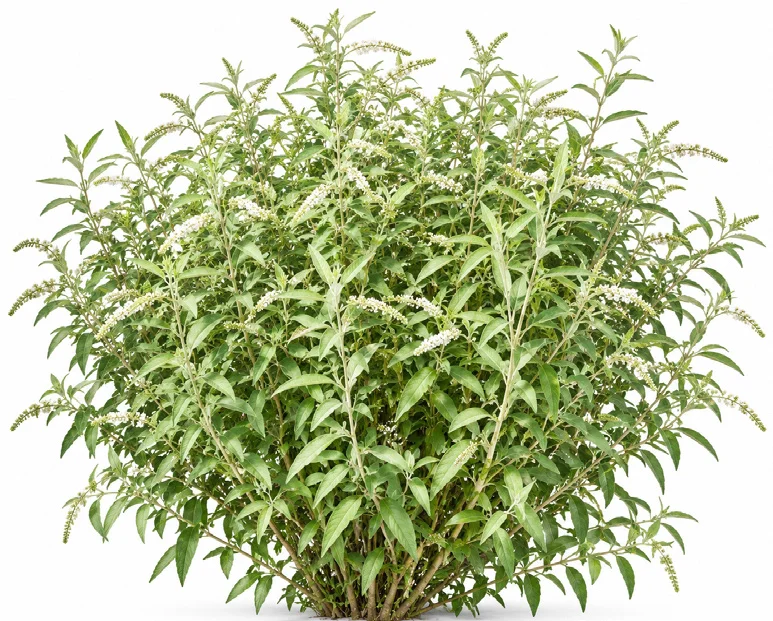 Asian Butterfly Bush