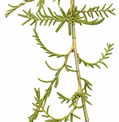 Calamus latifolius flower