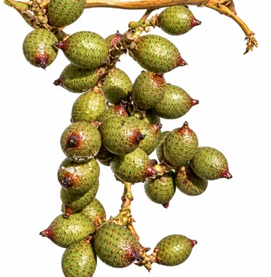Calamus latifolius fruit / seeds
