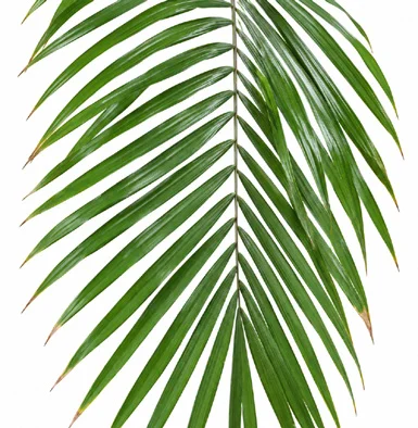 Calamus latifolius leaves