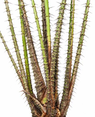 Calamus longisetus bark