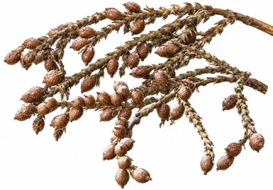 Calamus longisetus fruit / seeds