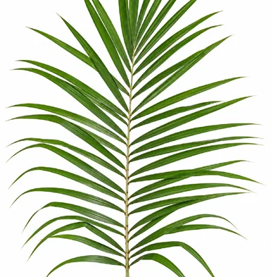 Calamus longisetus leaves