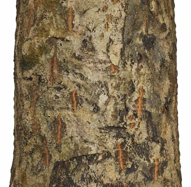 Calophyllum inophyllum bark