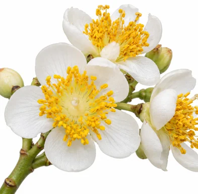 Calophyllum inophyllum flower
