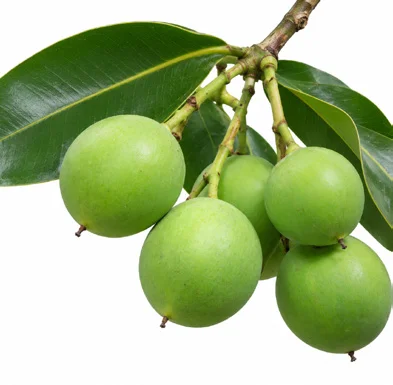 Calophyllum inophyllum fruit / seeds