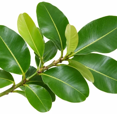 Calophyllum inophyllum leaves