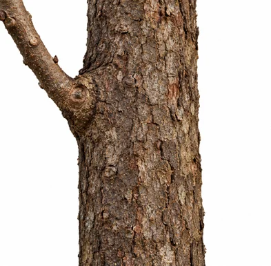 Canarium strictum bark