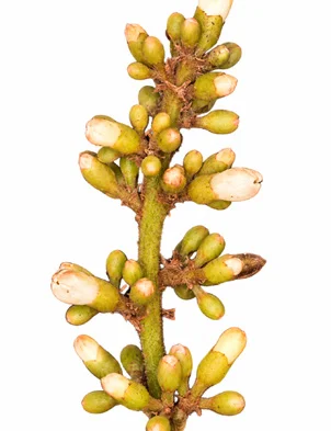 Canarium strictum flower