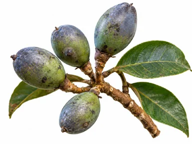 Canarium strictum fruit / seeds