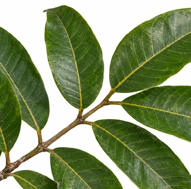 Canarium strictum leaves