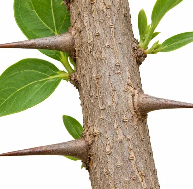 Canthium coromandelicum bark