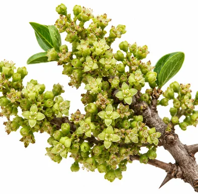 Canthium coromandelicum flower