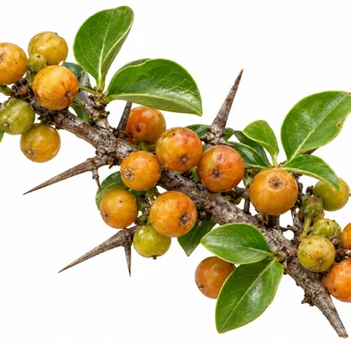 Canthium coromandelicum fruit / seeds