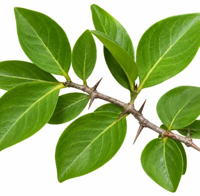Canthium coromandelicum leaves