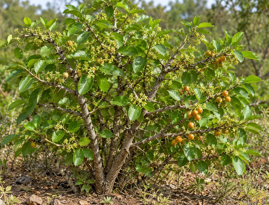 Coromandel Canthium