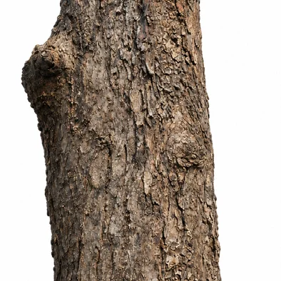 Careya arborea bark