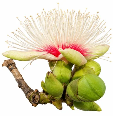 Careya arborea flower